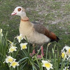 Alopochen aegyptiaca