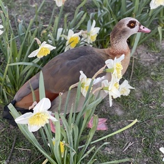 Alopochen aegyptiaca