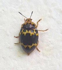 Iphiclus delineatus