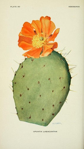 Red Prickly Pear