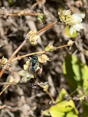 Osmia ribifloris
