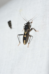 Rasahus sulcicollis