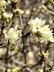 Osmia ribifloris