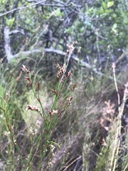 Restio gaudichaudianus