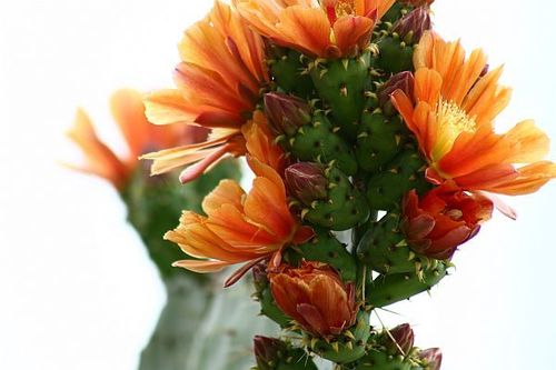 Red Prickly Pear