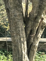 Cornus