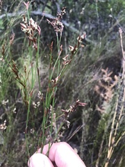 Restio gaudichaudianus