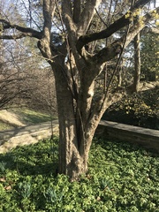 Cornus