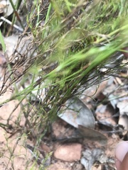 Restio gaudichaudianus