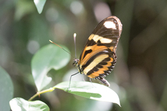 Heliconius ethilla narcaea