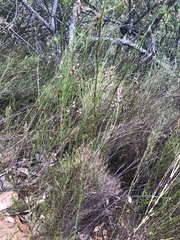 Restio gaudichaudianus