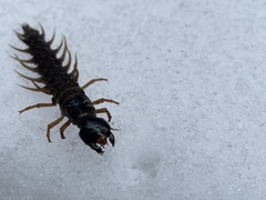 Orohermes crepusculus