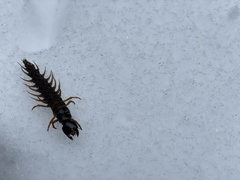 Orohermes crepusculus