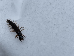 Orohermes crepusculus