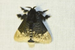 Podalia thanatos