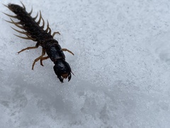 Orohermes crepusculus