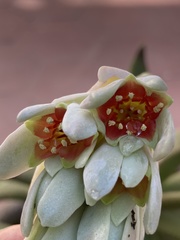 Pachyphytum oviferum