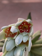 Pachyphytum oviferum