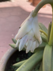 Pachyphytum oviferum