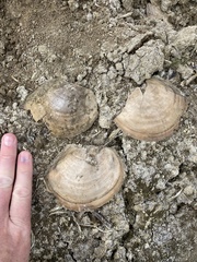 Utterbackiana suborbiculata