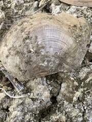 Utterbackiana suborbiculata