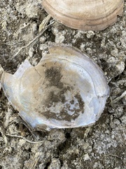 Utterbackiana suborbiculata