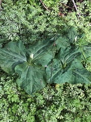 Trillium albidum
