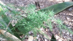 Asparagus setaceus