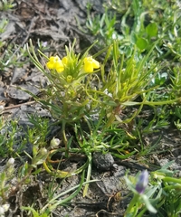 Castilleja campestris