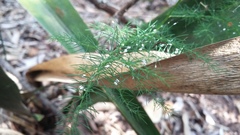 Asparagus setaceus
