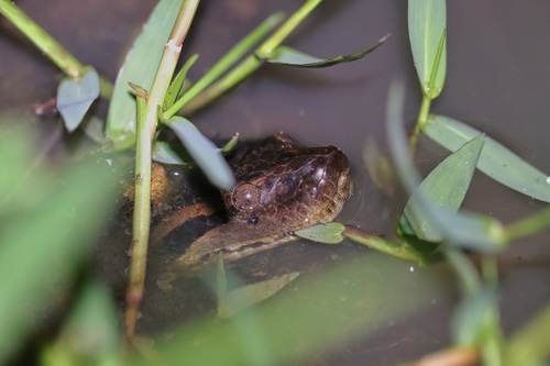 Green Anaconda