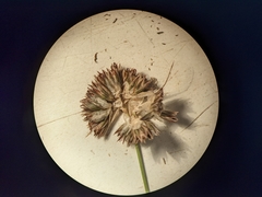 Juncus longistylis