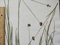 Juncus longistylis