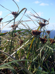Cyperus insularis