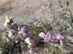 Malacothamnus hallii