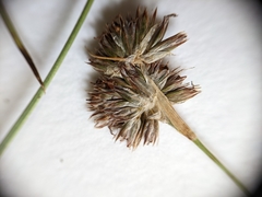 Juncus longistylis