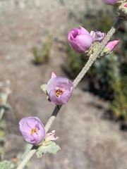 Malacothamnus hallii