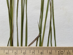 Juncus longistylis