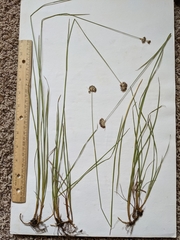 Juncus longistylis