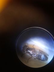 Scenopinus fenestralis