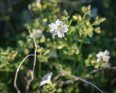 Mirabilis tenuiloba
