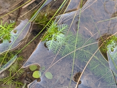 Proserpinaca pectinata