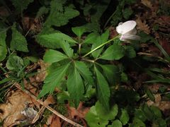 Anemonoides nemorosa