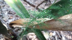 Asparagus setaceus