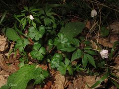 Anemonoides nemorosa