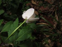 Anemonoides nemorosa