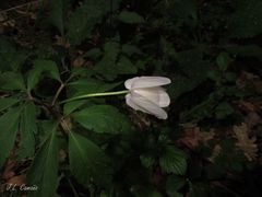 Anemonoides nemorosa