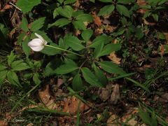 Anemonoides nemorosa