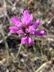 Allium serra