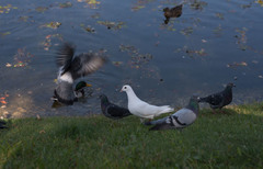 Columba livia domestica